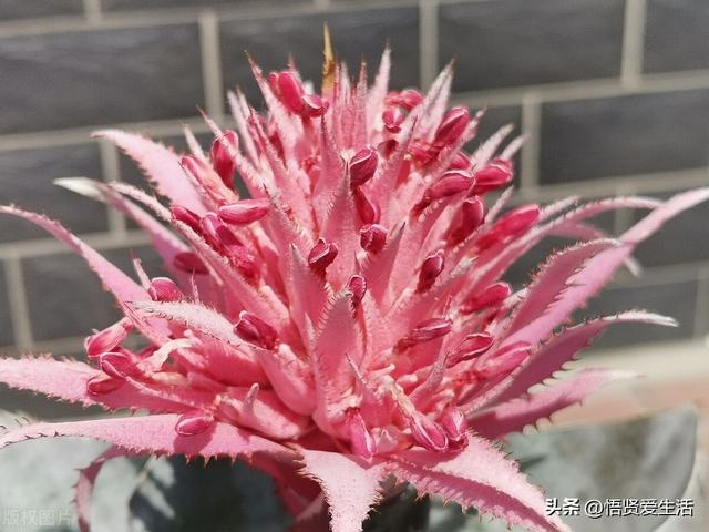 客厅盆景树种前十名，栽客厅里的吉祥富贵树（适合客厅养的9种树）