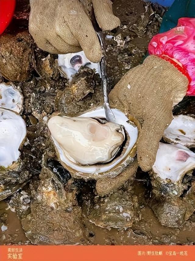 福建珍珠蚝跟鲜活生蚝的区别，舌尖福建漳州