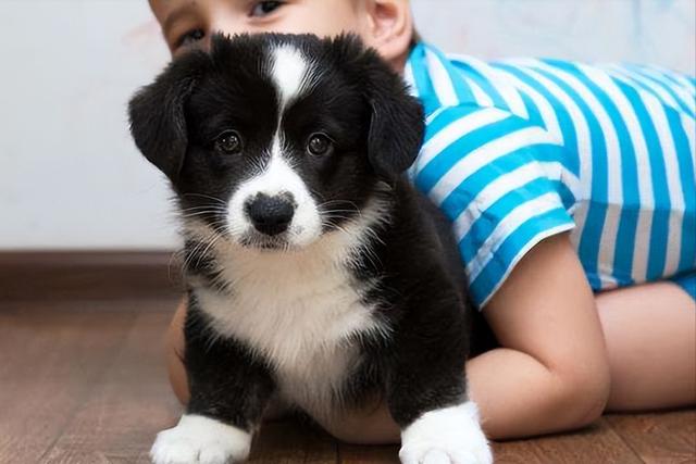 边牧犬怎么养护，“七岁智商”的边境牧羊犬