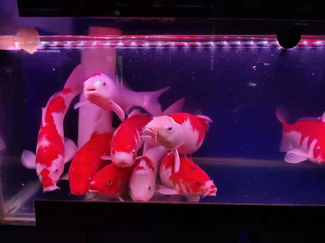 鱼几天喂一次比较好，正确的喂鱼几天喂一次呢