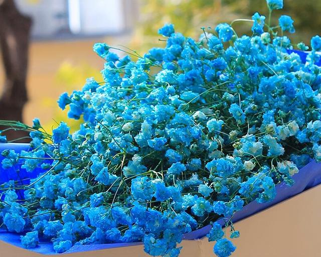 蓝色满天星图片，各种花的名称以及花语