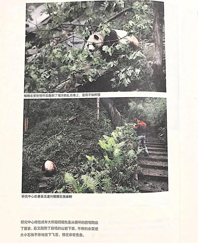 各个年龄段的大熊猫，相隔12年出生的大熊猫