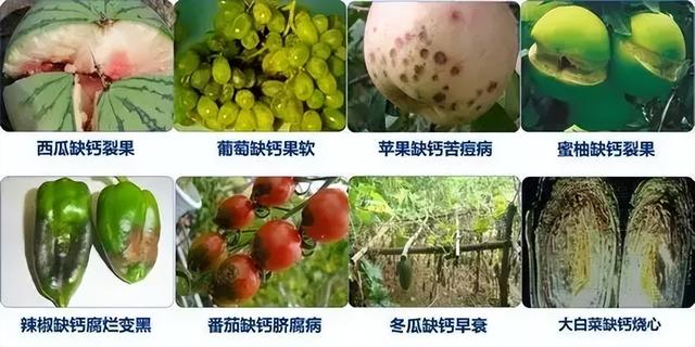 羟基磷酸钙和碳酸钙哪种补钙好，让你的宝宝骨骼健康