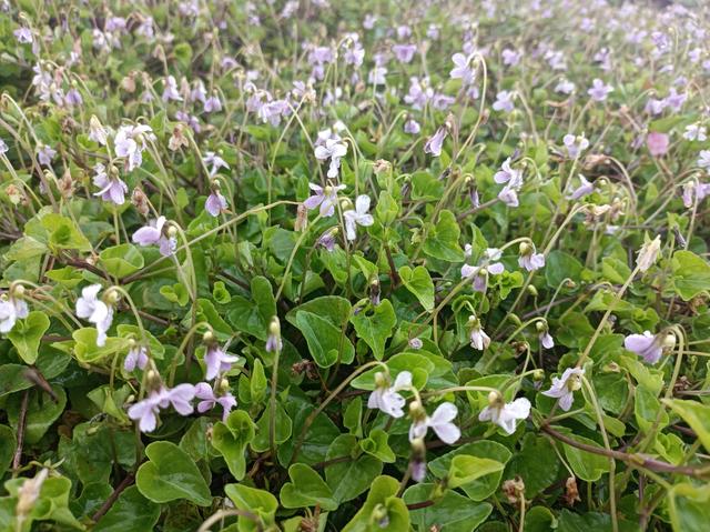 田边常见的如意草，常见心形草