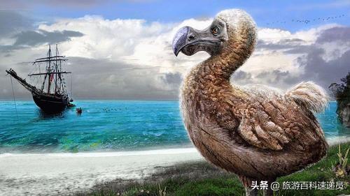 关于毛里求斯的25个冷知识，毛里求斯小知识，你知道吗