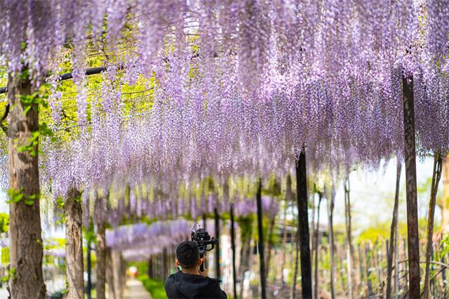 紫藤花春夏秋冬分别是什么颜色，紫藤花开满院香