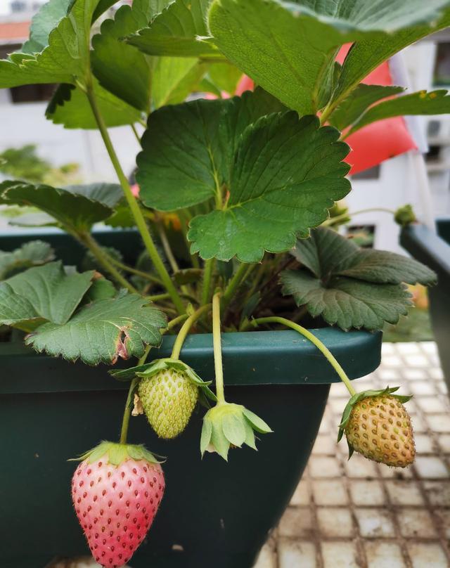 草莓盆栽怎么养，各种盆栽草莓的种植方法（家庭盆栽草莓的种植方法）