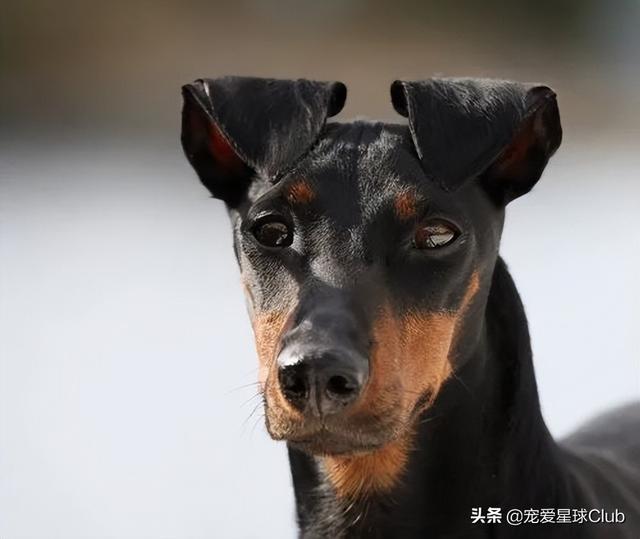 曼彻斯特德比是什么意思，回顾英超时代经典的“曼彻斯特德比”