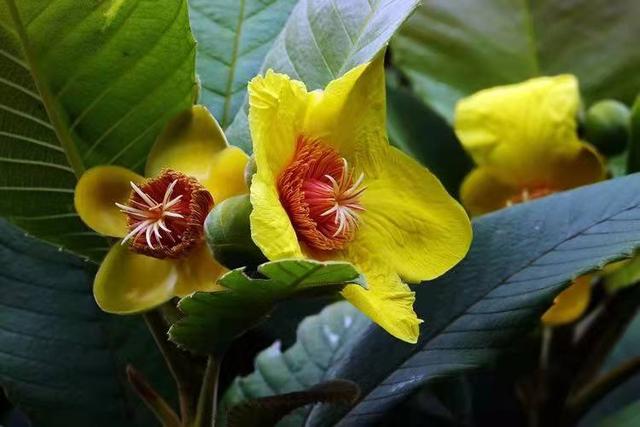 奇花异草160种，25种奇花异草第1集