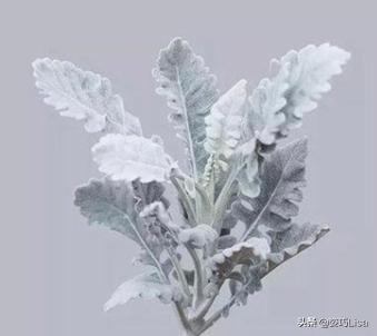 插花怎么弄出漂亮花束，掌握这“三个”原则
