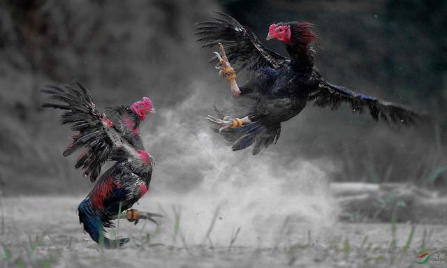 公鸡是天生就会早上打鸣的吗，公鸡为何晨时打鸣