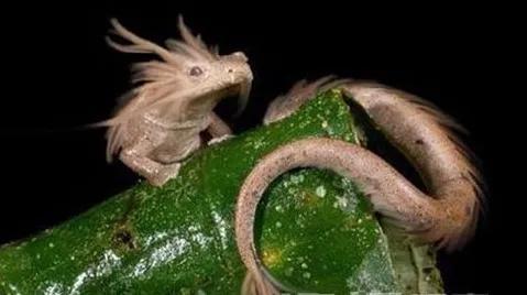 历史上有没有关于龙的故事，有关龙的传说你知道几个