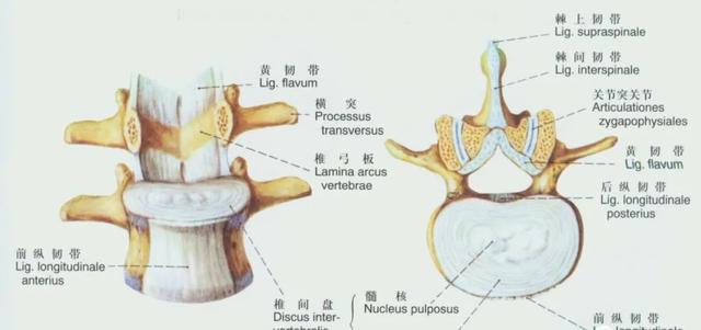后纵韧带解剖图，颈椎的韧带有哪些