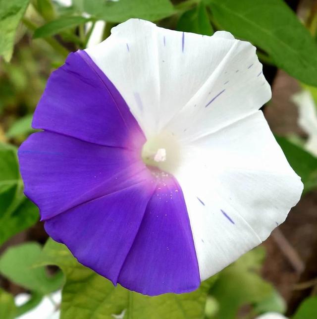 做梦也没想到牵牛花能开成这个样子，斗牛牛心脏（周公解梦：梦见这四种花草）