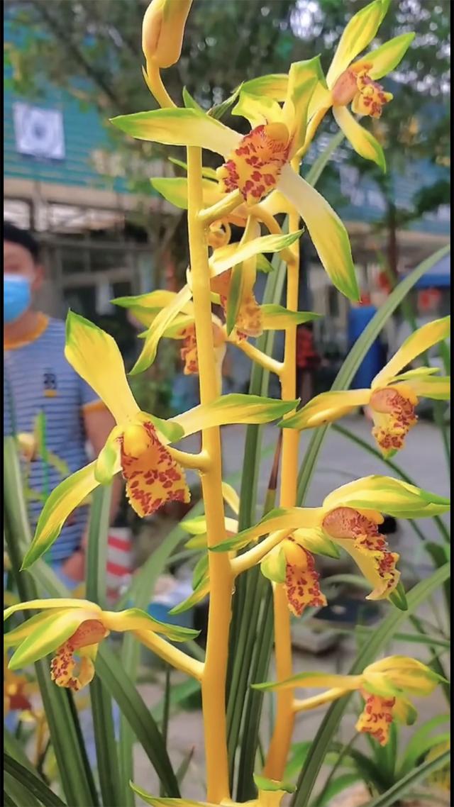 兰花的意思和寓意是什么，兰花是高洁典雅的象征