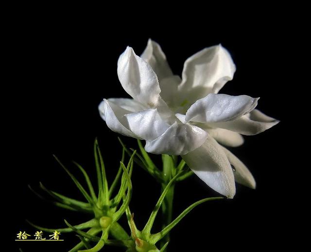 茉莉花代表的寓意是什么,好一朵茉莉花象征 茉莉花代表的寓意是什么,好一朵茉莉花象征