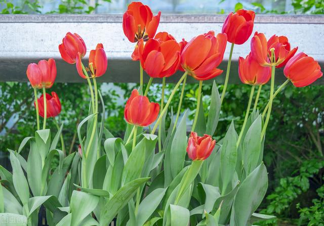 简单的花语文案，关于花的文案“做个浪漫人”