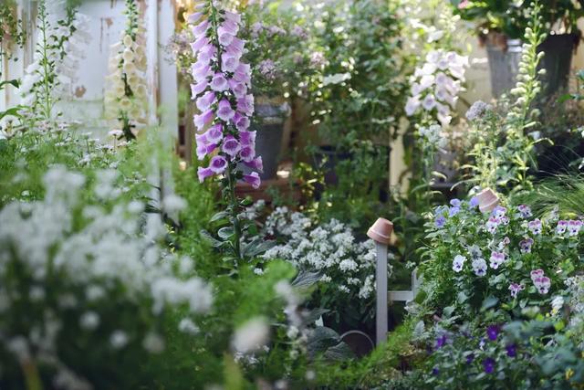 法式花园如何欣赏，海妈花园访问阳台花园满分案例