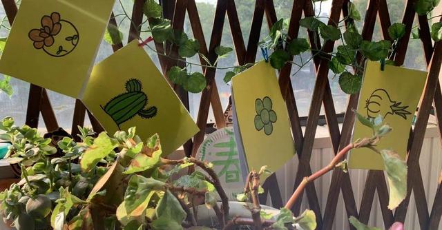 幼儿园自然角在线研讨，小小自然角春意盎然中