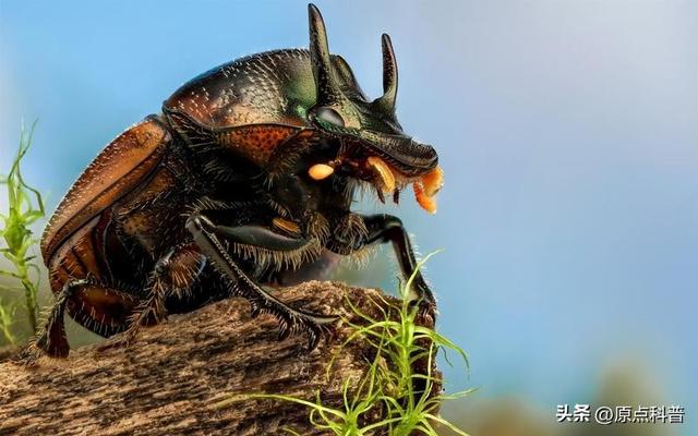 盘点童年玩过的十种昆虫，童年玩过的10种昆虫
