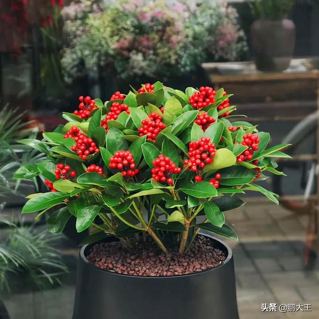 世界排名前十的最贵花，8种贵族花