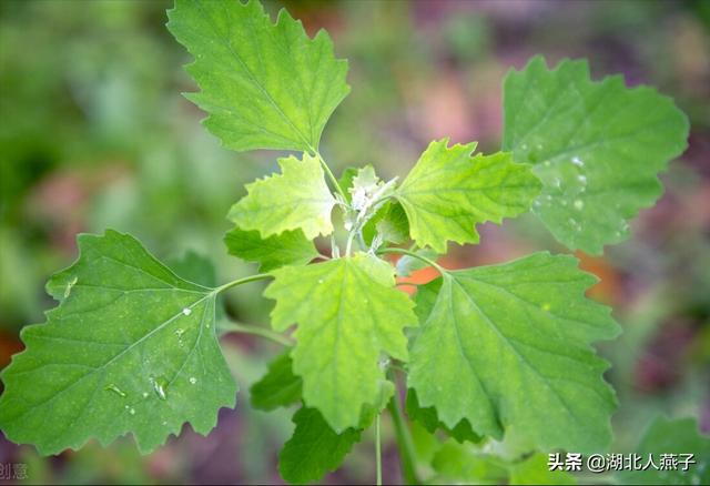 可以吃的野菜种类大全，教你认识不同的野菜和吃法