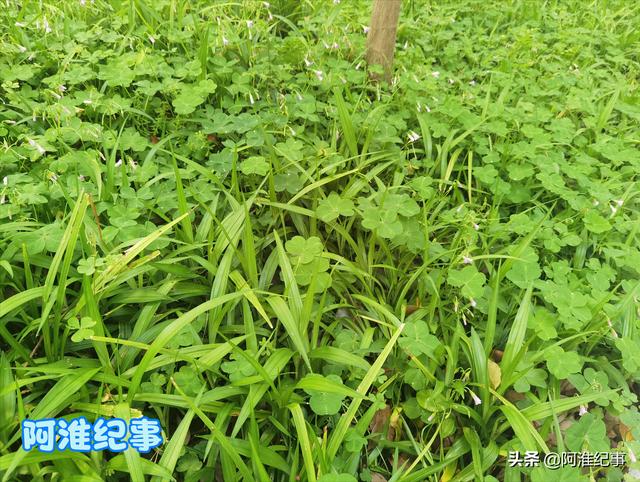 野草酸浆草的功效，随处可见的酸浆草