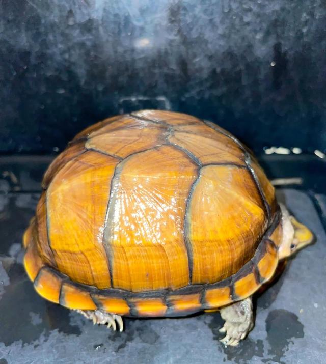 越养越好看的蛋龟，“三大巨蛋”之一的墨西哥巨蛋龟