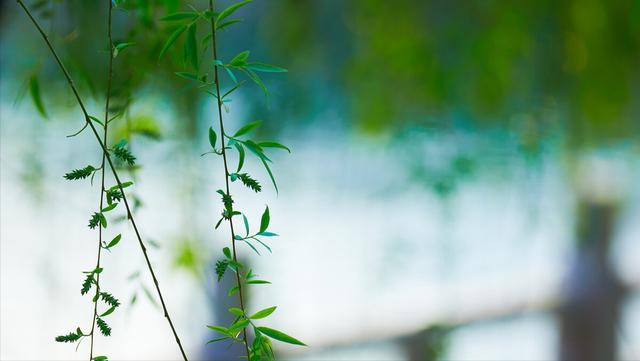 若待上林花似锦，唐诗经典关于春天（春风花草香，“国潮”增芬芳）