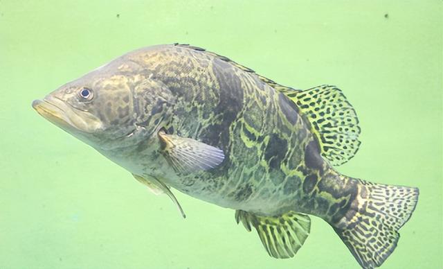 鲈的汉语怎么读，鳜的读音和意思