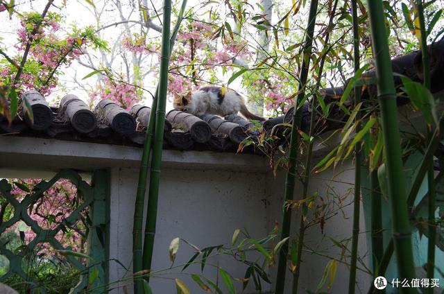 厦门大明湖春节有什么好玩的地方，厦门大明湖畔：水仙绽放贺春来