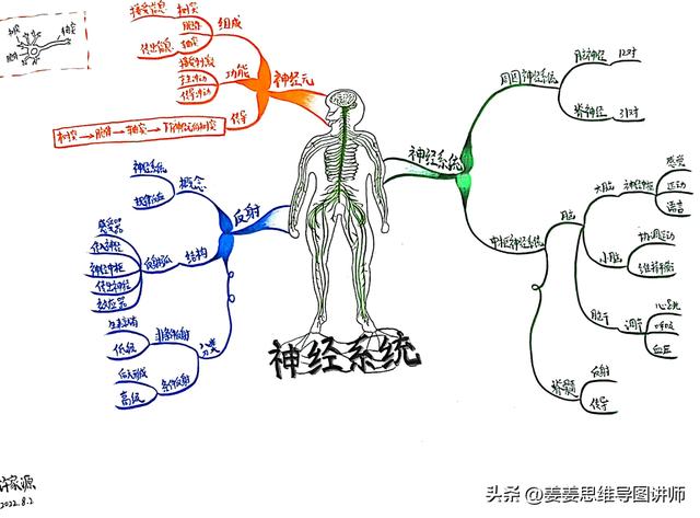 初一生物人体八大系统思维导图，初一全套生物系统图