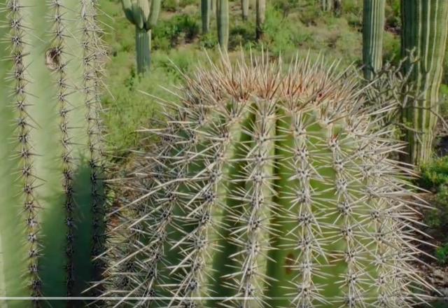 沙漠里有哪些植物，沙漠中的常见植物（推荐6款盆栽沙漠植物）