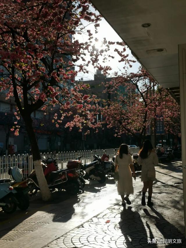 樱花昆明圆通山，在圆通街绕一圈