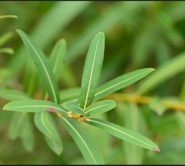 诗经中最好的植物，王风中历经2500多年的动植物