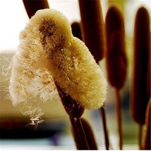 水烛花的特征，水烛是一种怎样的植物