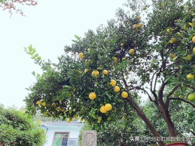 杭州春游适合的地方，风景绝美好玩不贵