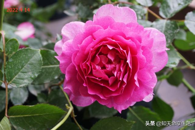 天方夜谭月季枝条细，花型、抗病、优缺点文里解说