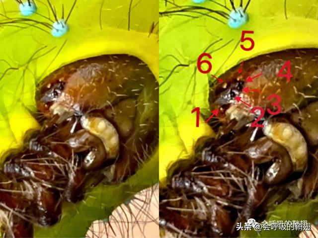 绿尾大蚕蛾出现在几月份，自博馆绿尾大蚕蛾开始羽化啦