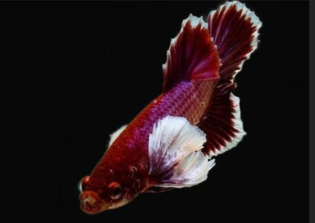 斗鱼怎么养才厉害，斗鱼新手入坑实用指南