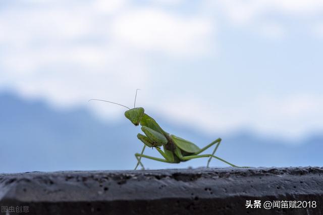 螳臂当车不自量力的故事，螳臂当车不自量力出自哪个故事（你不知道的荒唐君王的背后故事）