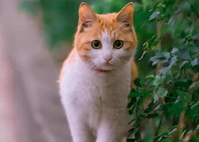 猫咪智商排名前十名是什么猫，智商排名前十的猫咪排行榜