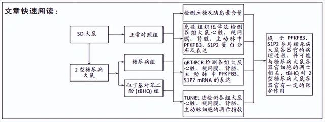 糖尿病大鼠模型(糖尿病大鼠模型怎么做)