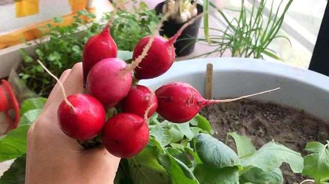 阳台上种花种菜非常实用，阳台、泡沫箱、花盆最适合种植这些蔬菜