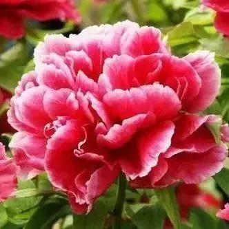 各种最好看的鲜花，分享40多种美丽的鲜花