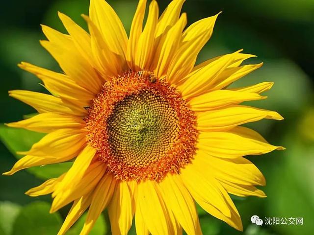 我们身边的沈阳，他曾数十次翱翔在沈阳的上空