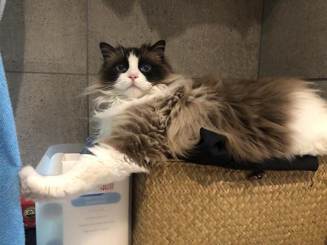 布偶猫的几种性格特征，纯种“布偶猫”的6大特征