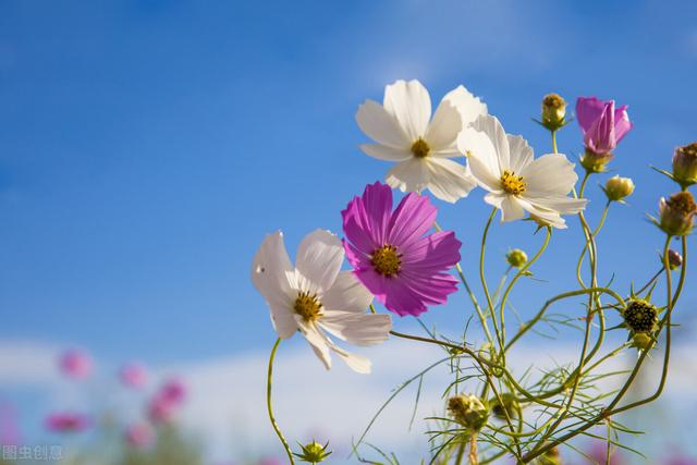 格桑花象征着什么意义，格桑花的寓意你知道吗