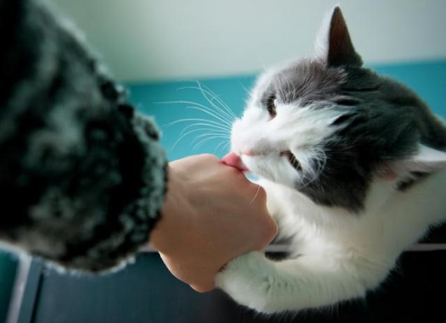猫舔人是什么意思，猫咪为什么爱舔人（是在向你“暗示”这些事）