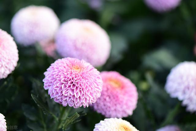 菊花有多少种颜色，各类菊花品种